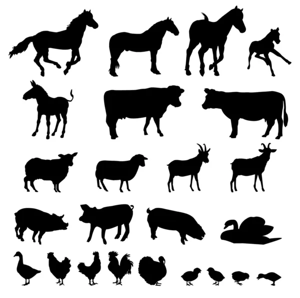 stock vector Farm animals - vector