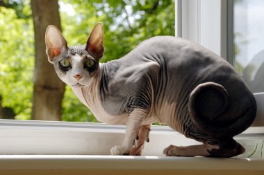 Cat Canadian Sphynx clipart