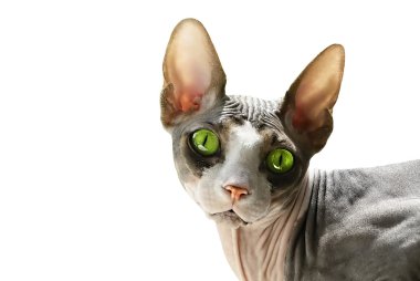 Cat Sphynx clipart