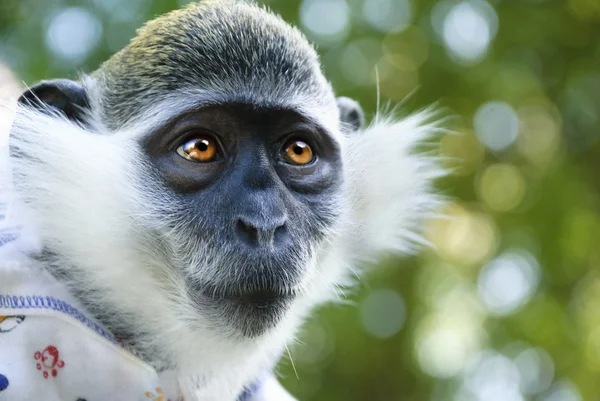 stock image Small monkey attentively looks