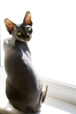 sphynx kedi