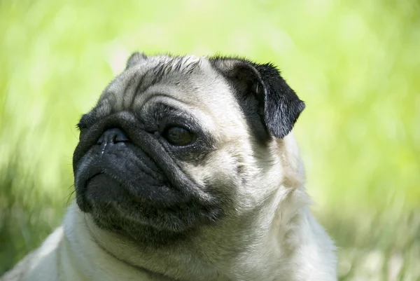 stock image Pug