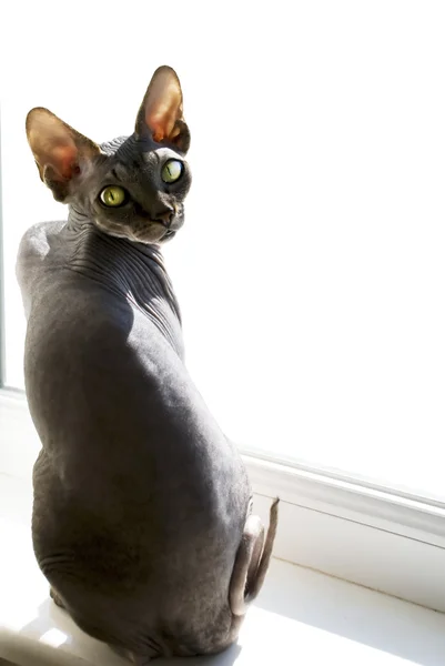 Сфинкс кошки — стоковое фото