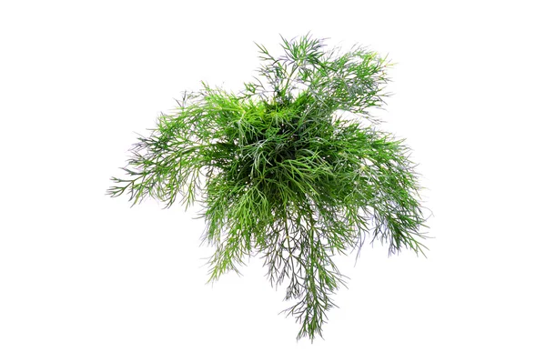 stock image Fennel