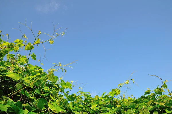 stock image Vineyard and the sky