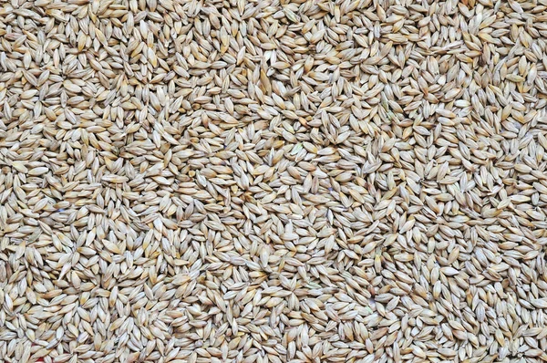 Ячмінь зерно — стокове фото