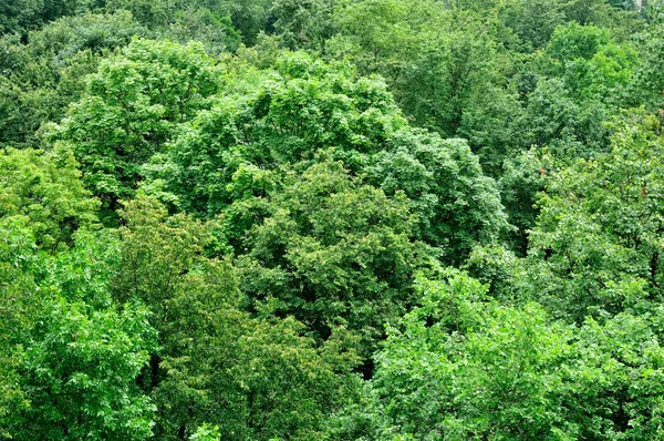 stock image Background of trees