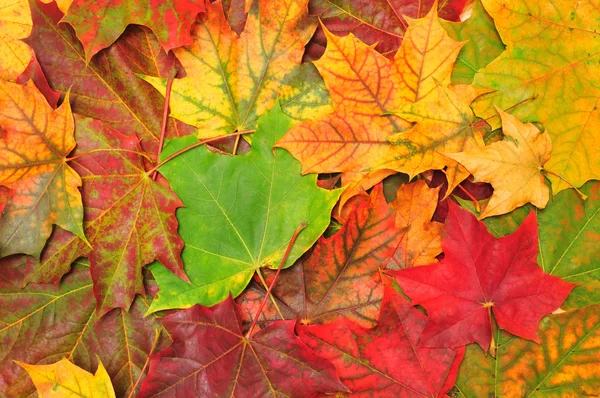 stock image Background of autumn maple leaves