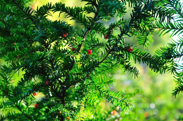 Background of coniferous branches with berries — Stock Photo, Image
