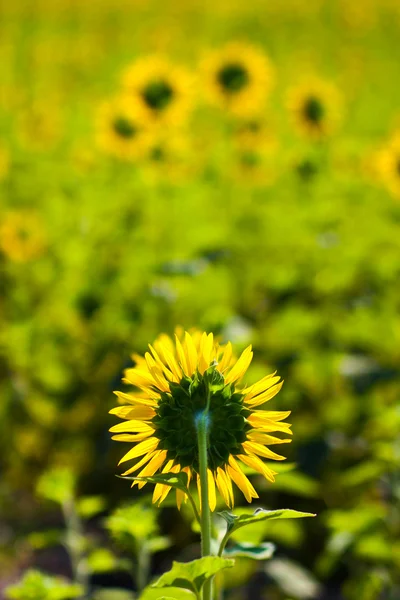 Backside of Sunflower — Stock Photo, Image