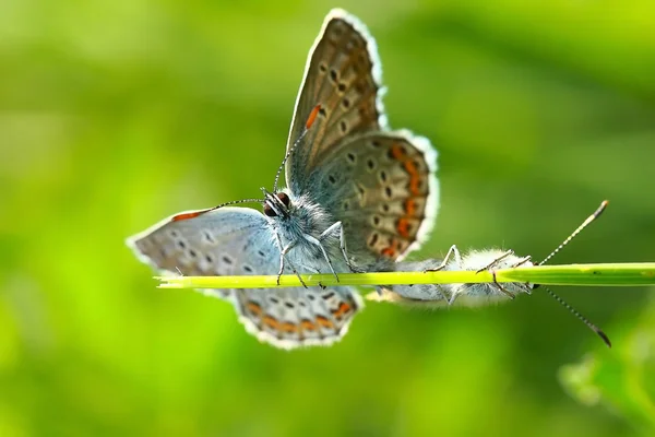 Fjärilar Royaltyfria Stockbilder