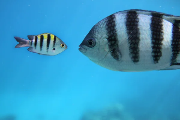 stock image Fishes