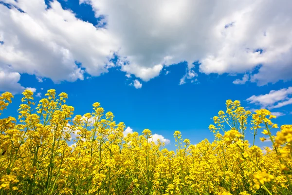 Gul blomstermark og himmel – stockfoto