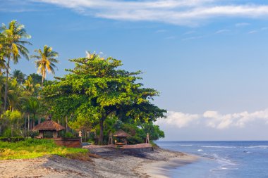 Palms on the beach clipart