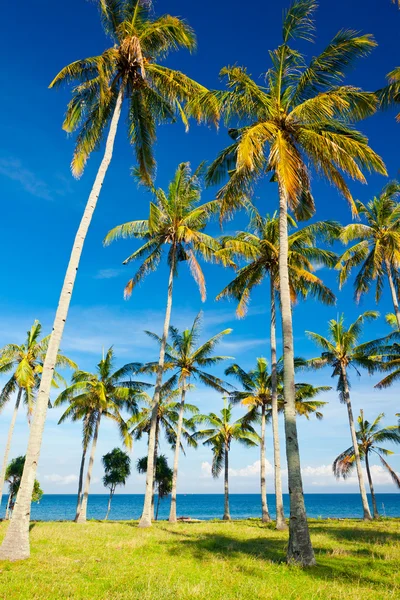 stock image Palms on the beach