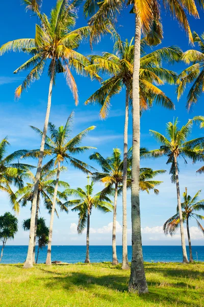 stock image Palms on the beach