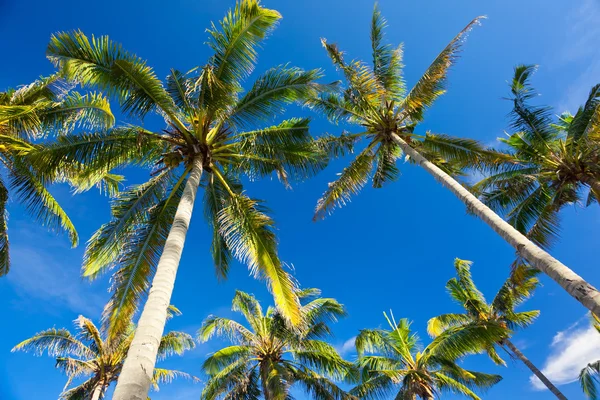 stock image Palms on the beach