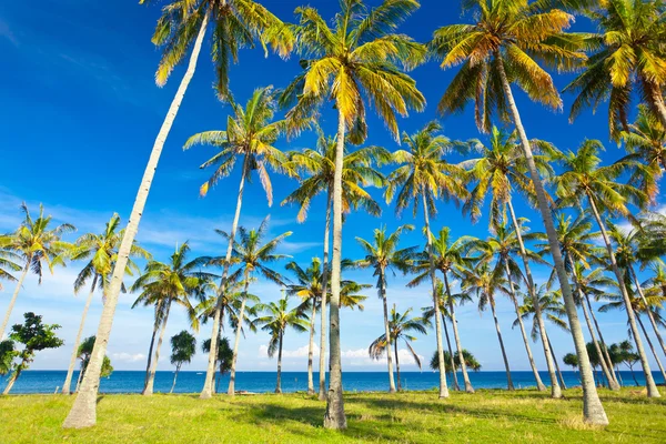 Stock image Palms on the beach