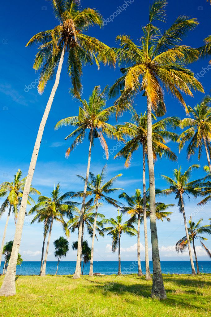 Palms on the beach Stock Photo by ©prg0383 3580291