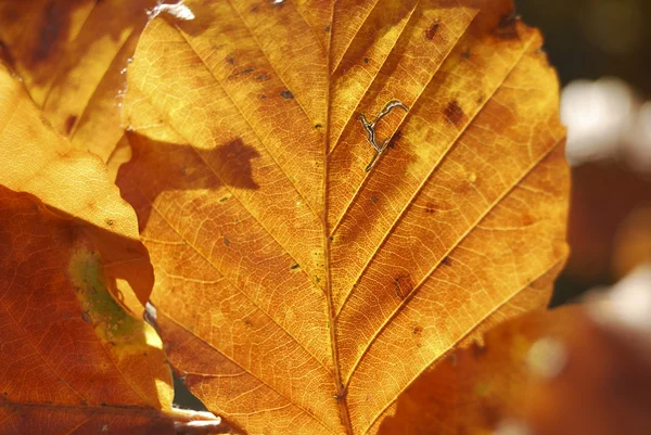 stock image Leaf