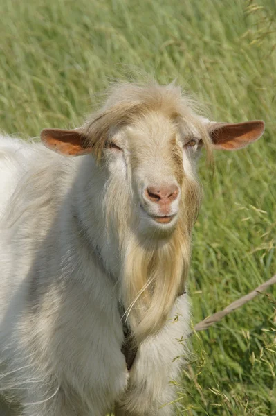 Cabeza de cabra adulta — Foto de Stock