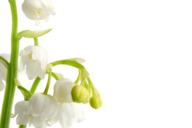 Macro lily of the walley flowres clipart