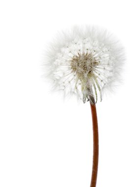 White dandelion clipart