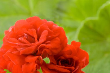 Red geranium flowers clipart