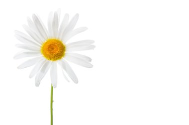 Isolated daisy bud clipart