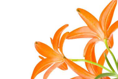 Kırmızı lilyum buketi