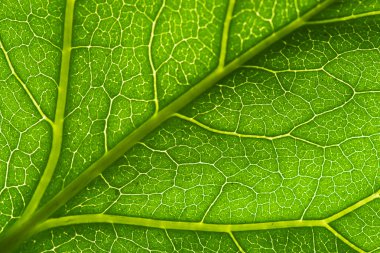 Macro green leaf vein clipart