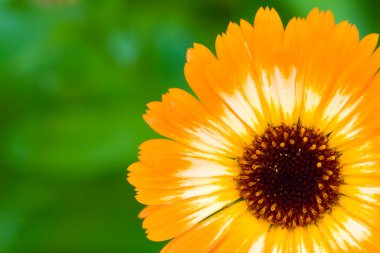 Turuncu sıradışı marigold çiçek