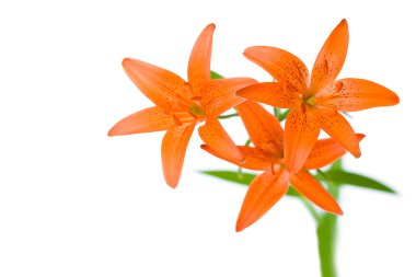 Three orange lily flowers clipart