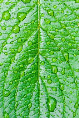 Green leaf with dew drops clipart