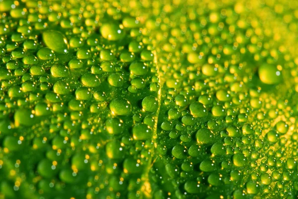 Grünes Blatt mit Wassertropfen — Stockfoto