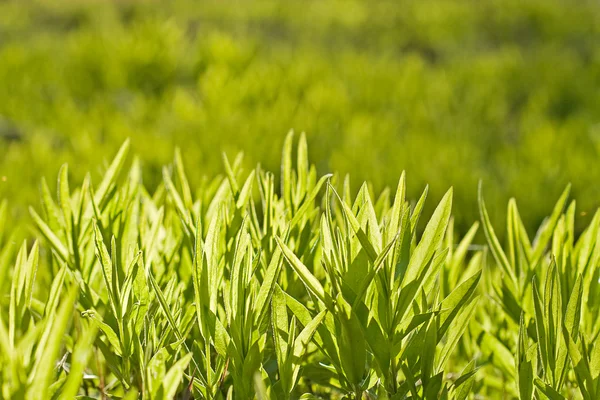 stock image Green grass over the sun