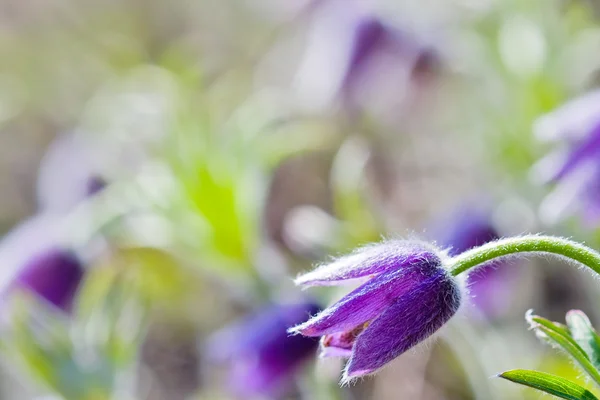 Pasqueflower kwiatach — Zdjęcie stockowe