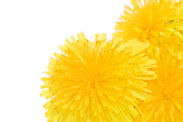 Tree dandelion macro flowers — Stock Photo, Image