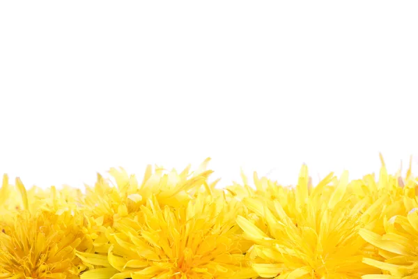 Birçok sarı dandelions alt — Stok fotoğraf
