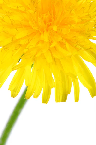 Součástí Pampeliška květin — Stock fotografie
