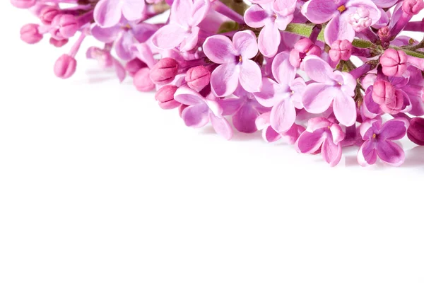 Aroma lila blommor — Stockfoto