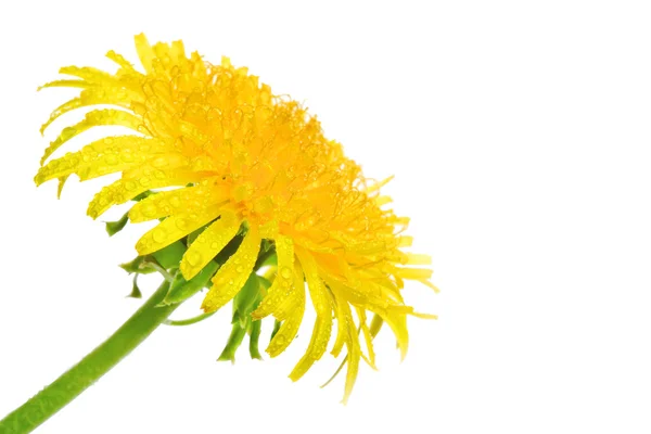 Islak Karahindiba çiçeği — Stok fotoğraf