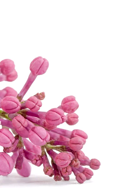 Lila bloemen linkerhand — Stockfoto