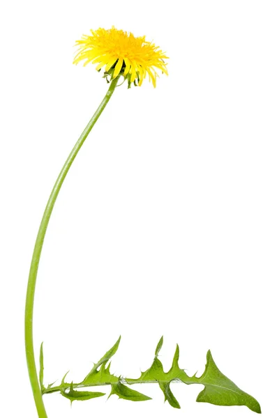 Fiore di tarassaco con gambo lungo — Foto Stock