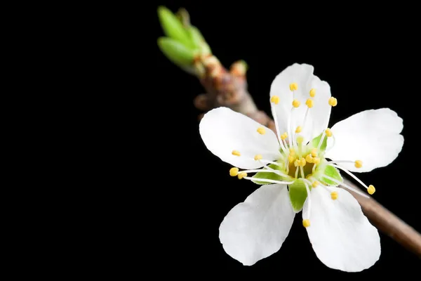 Vit blomma i äppelträdet — Stockfoto