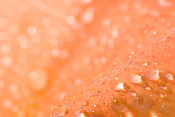 Pétala flor laranja fundo abstrato — Fotografia de Stock
