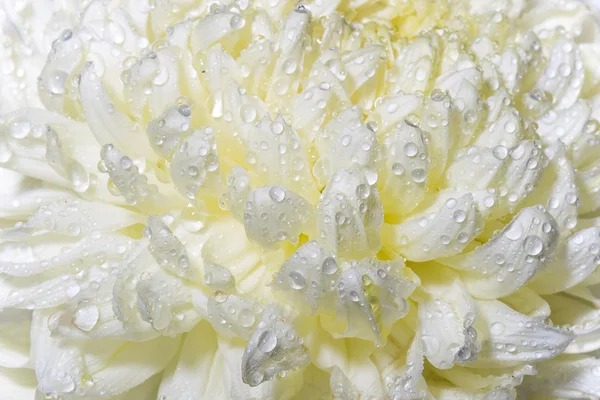 Brote de crisantemo húmedo macro de primer plano —  Fotos de Stock