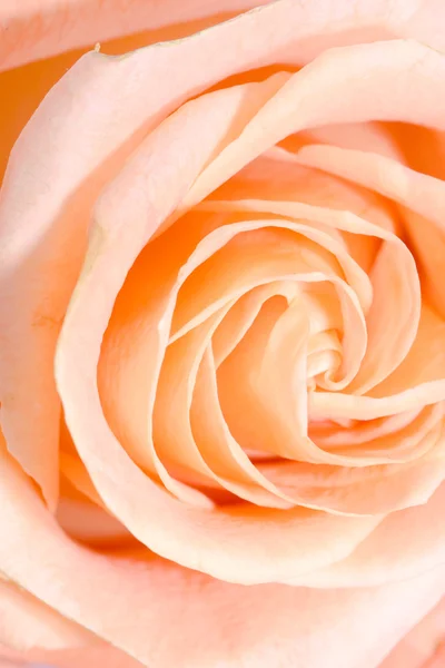 Zbliżenie makro róży pączek — Zdjęcie stockowe