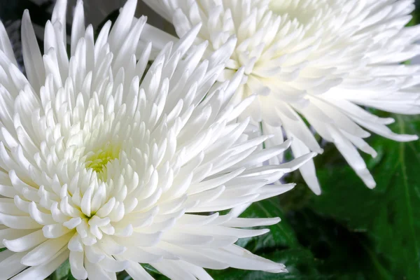 Chrysanthemum knoppar — Stockfoto