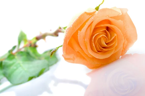 Jedna oranžová růže, kterým se — Stock fotografie